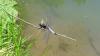Libellula fulva